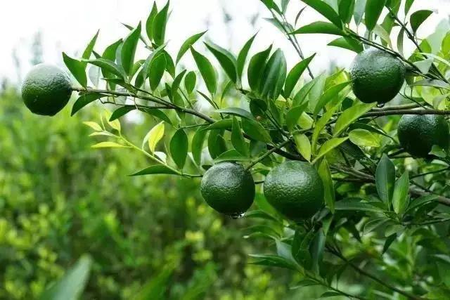專注新會小青柑普茶，倡導(dǎo)有品生活的摯調(diào)，成功制勝海外市場